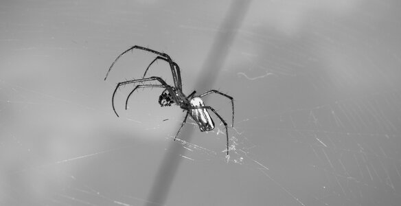 Insect spider colombia