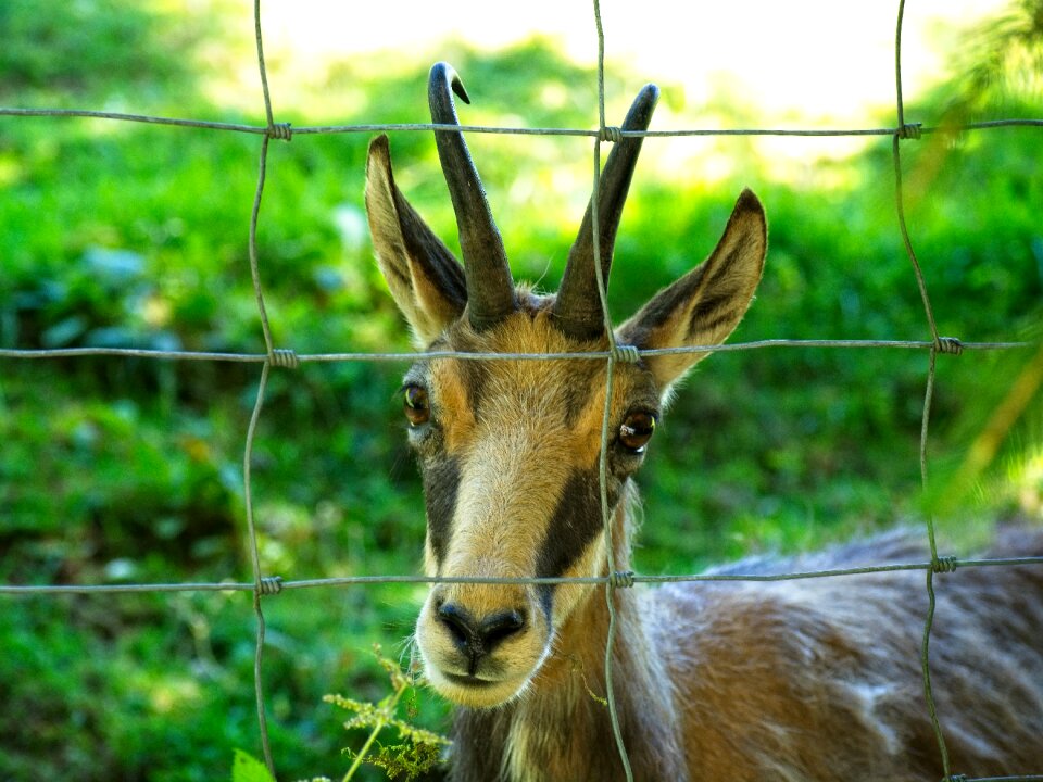 Wild species wild animal fence