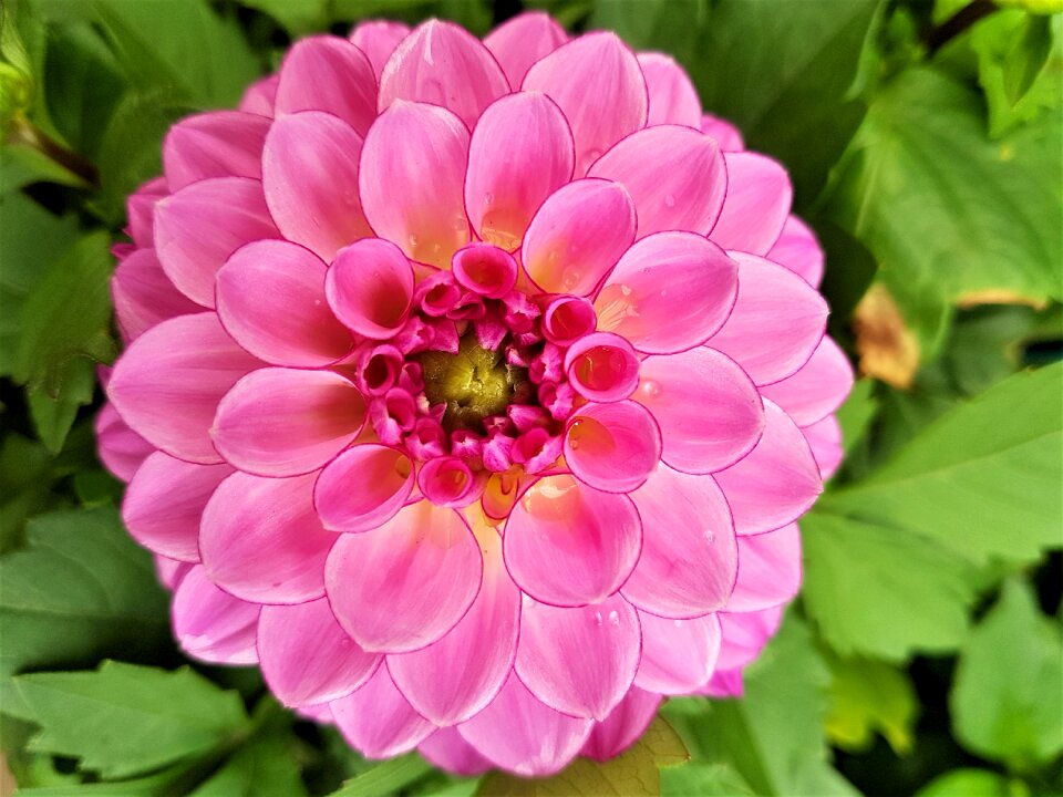 Flora garden