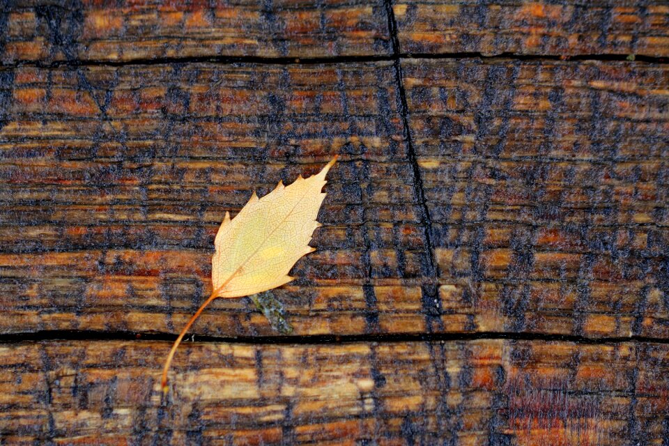 Stock pattern nature