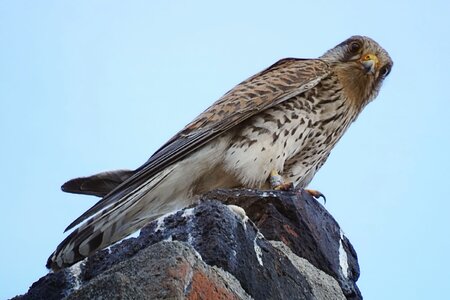 Bird of prey plumage falcon
