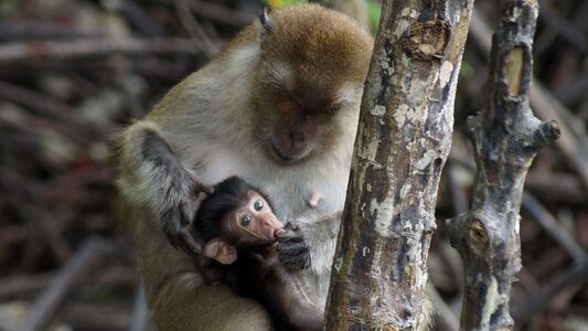 Monkey swamp nature