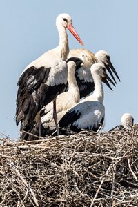 White stork birding stork