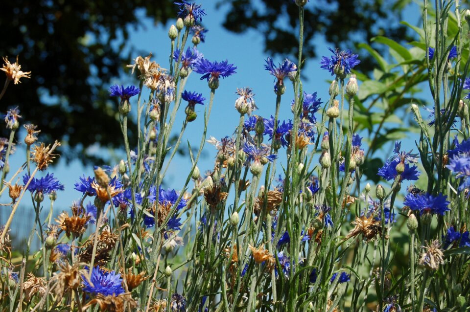Blue fleur-de-lis summer photo