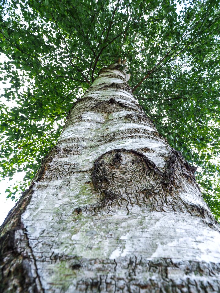 Nature leaves wood