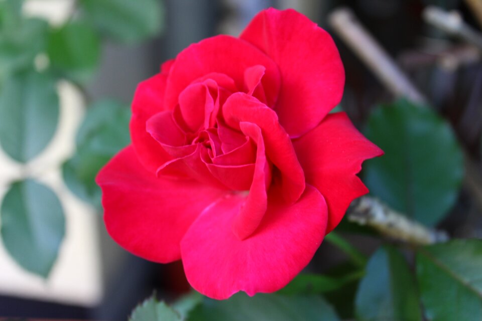 Love valentine rose bloom