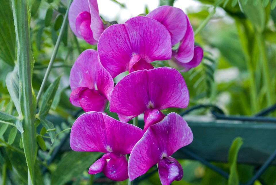 Nature garden pink