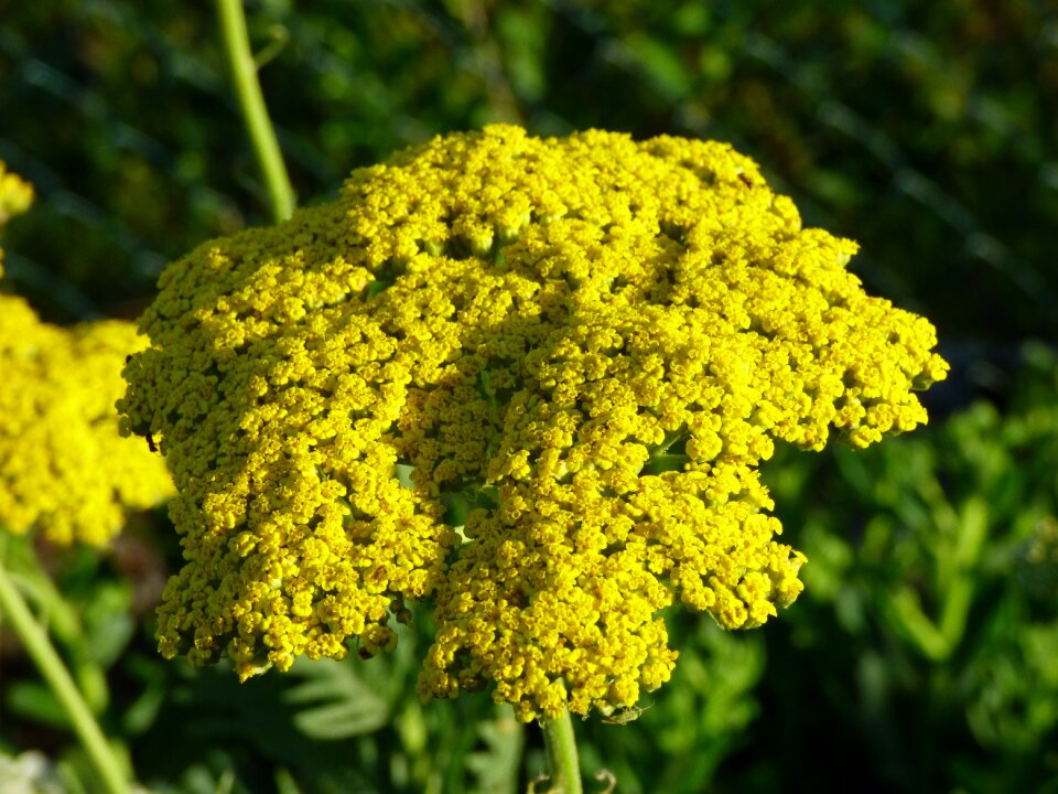 Bloom garden summer