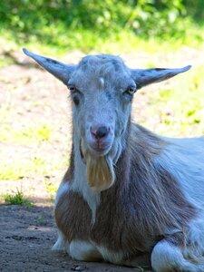 Goat's head face goatee