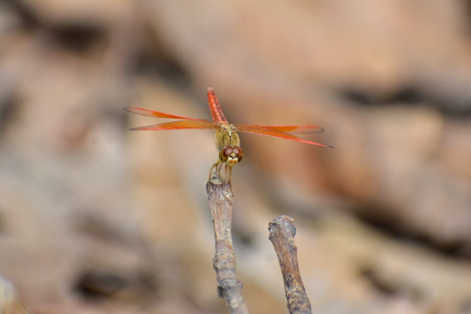 Orange dragon fly insects brown dragon