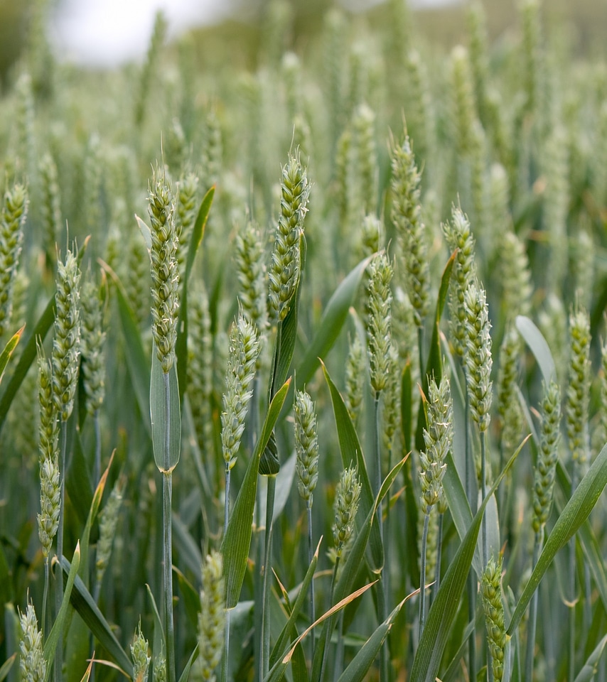Agriculture background field