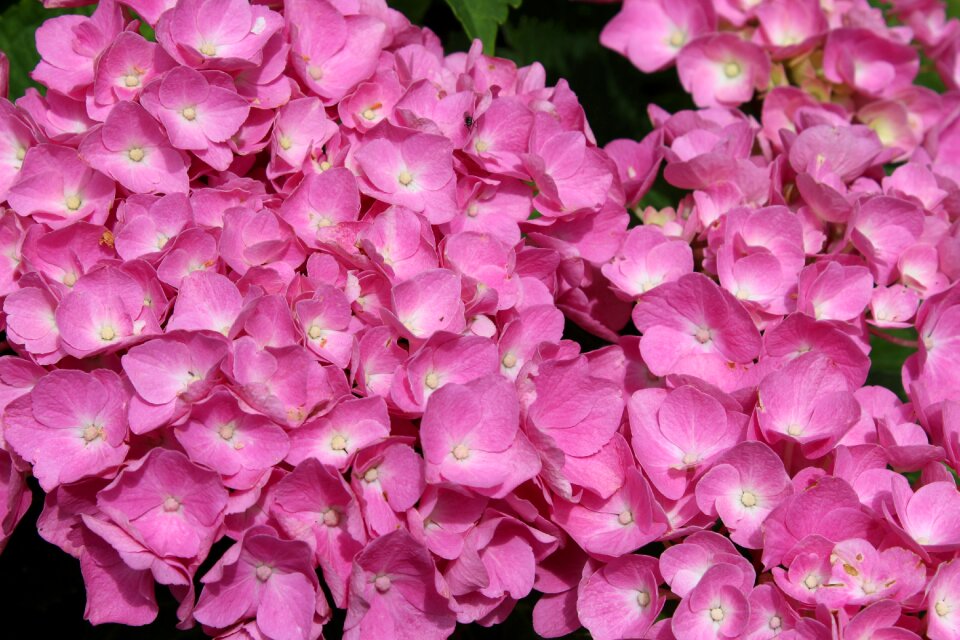 Background bloom flower