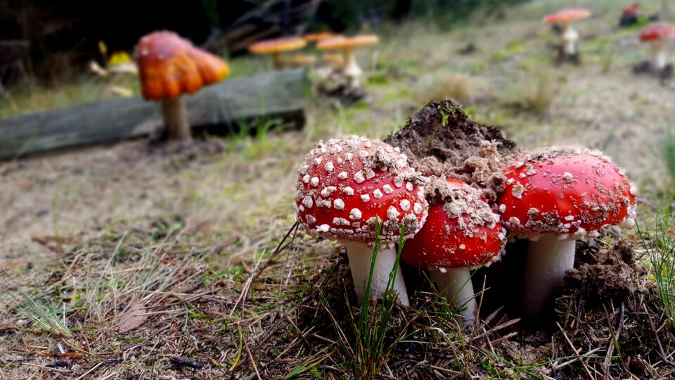 Forest wild mushrooms red