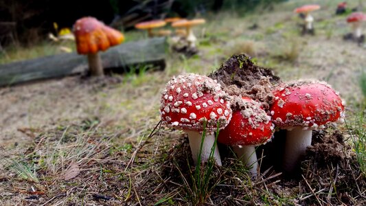 Forest wild mushrooms red photo