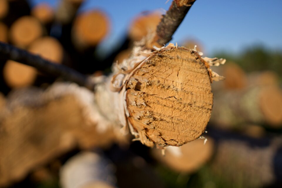 Timber outdoors hardwood