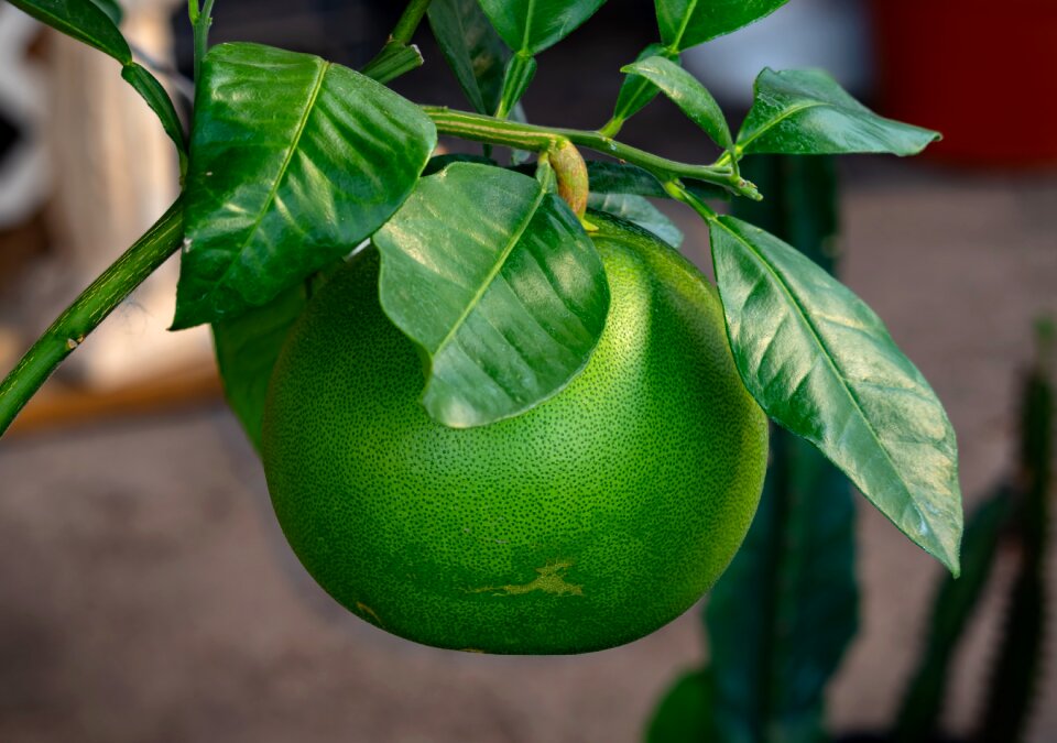 Citrus fruit delicious nature