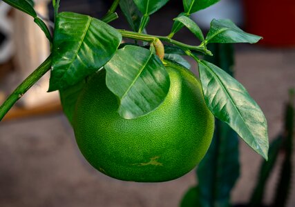 Citrus fruit delicious nature photo