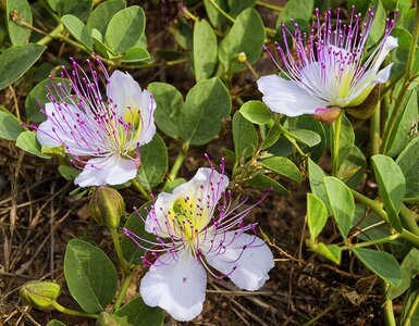 Flowers caper mediterranean plant