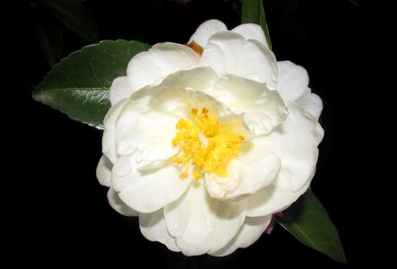 Flower nature garden