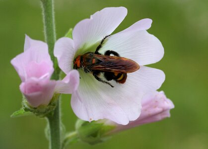 Flower insect nature