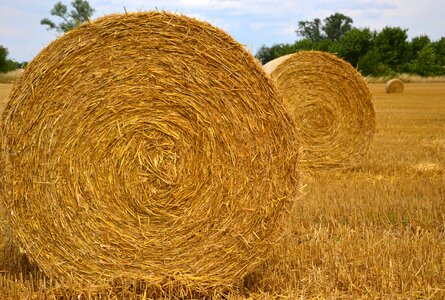 Harvest field landscape