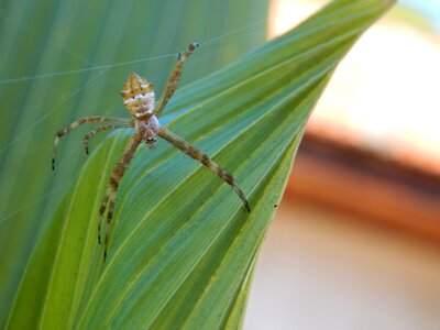 Animal web arachnids photo