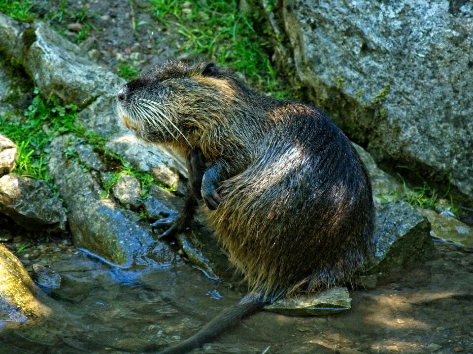 Water waters species of rodent
