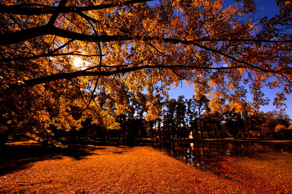 Leaves nature forest