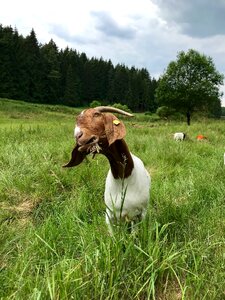 Creature livestock cute