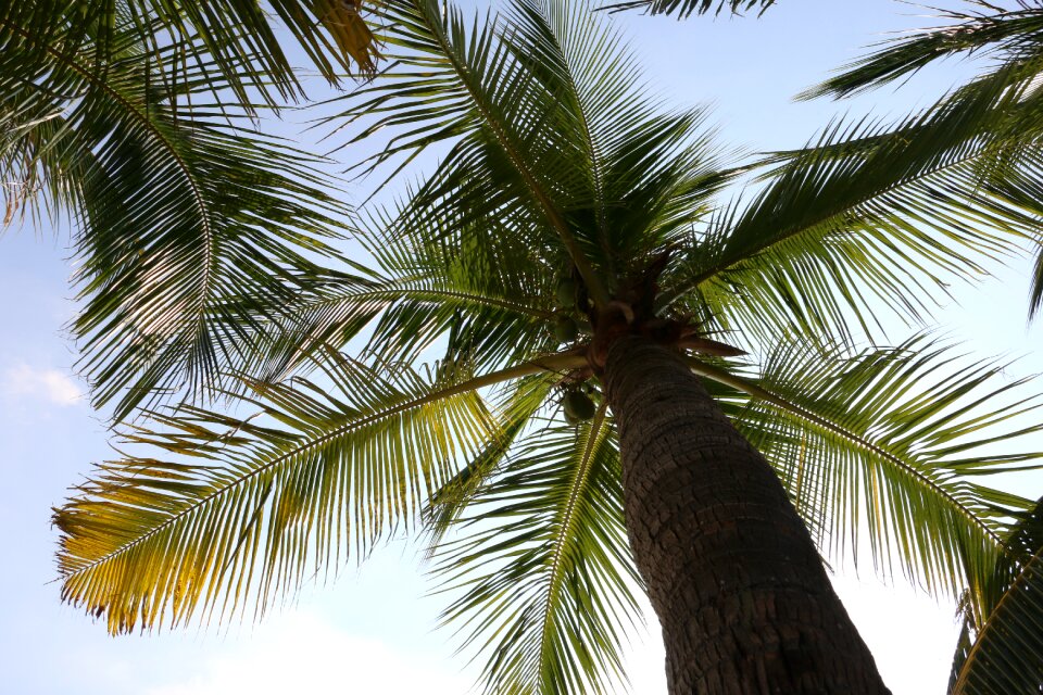 Coconut trees plant the scenery
