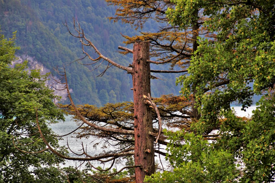 Pine forest switzerland