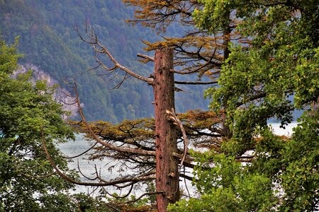 Pine forest switzerland