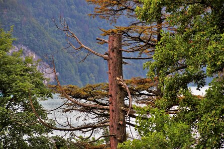 Pine forest switzerland photo