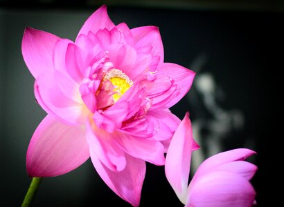 Lotus lotus purple purple flowers