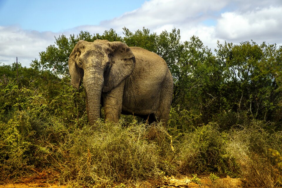 Animal world safari national park