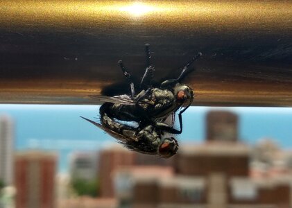 Views animals window