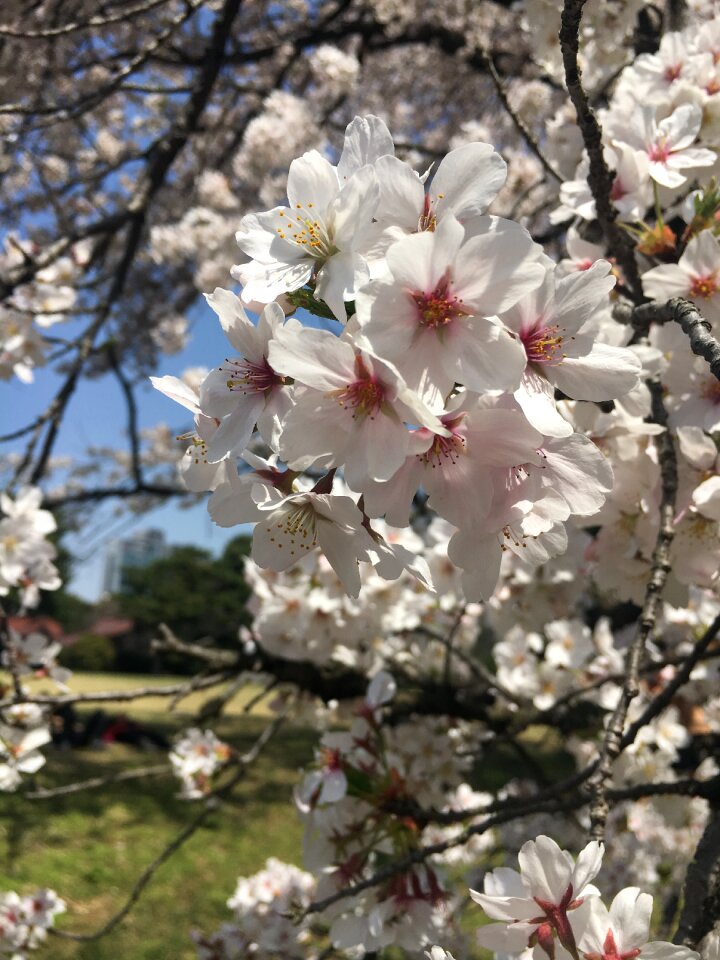 Cherry blossoms flowers flowering