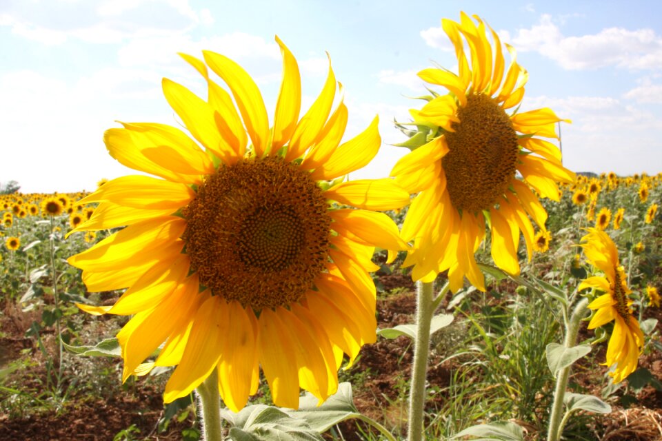 Flowers yellow nature
