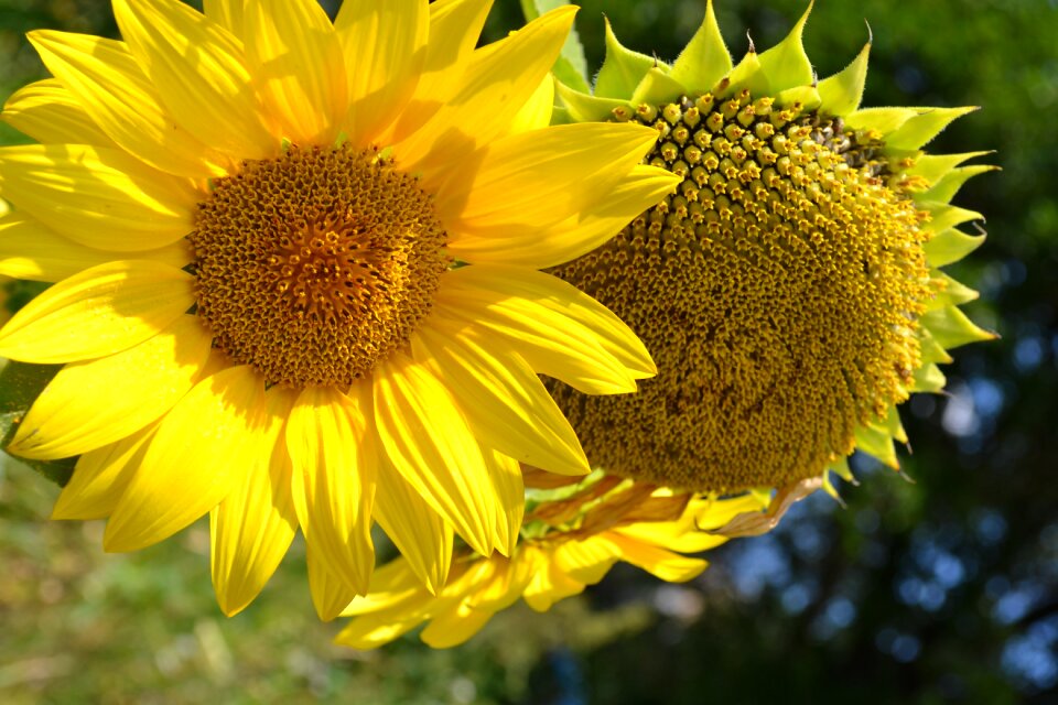 Sunflowers flowers yellow