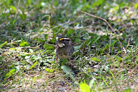 Outdoor sparrow bird watching