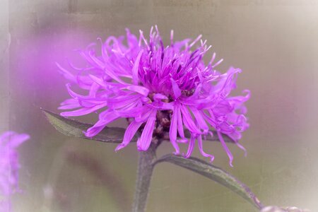 Flower blossom bloom photo