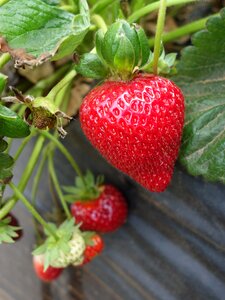 Berry red summer