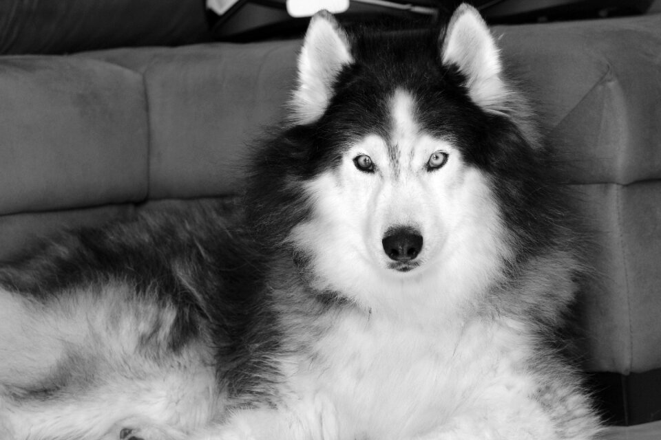 Wallpaper dog siberian husky