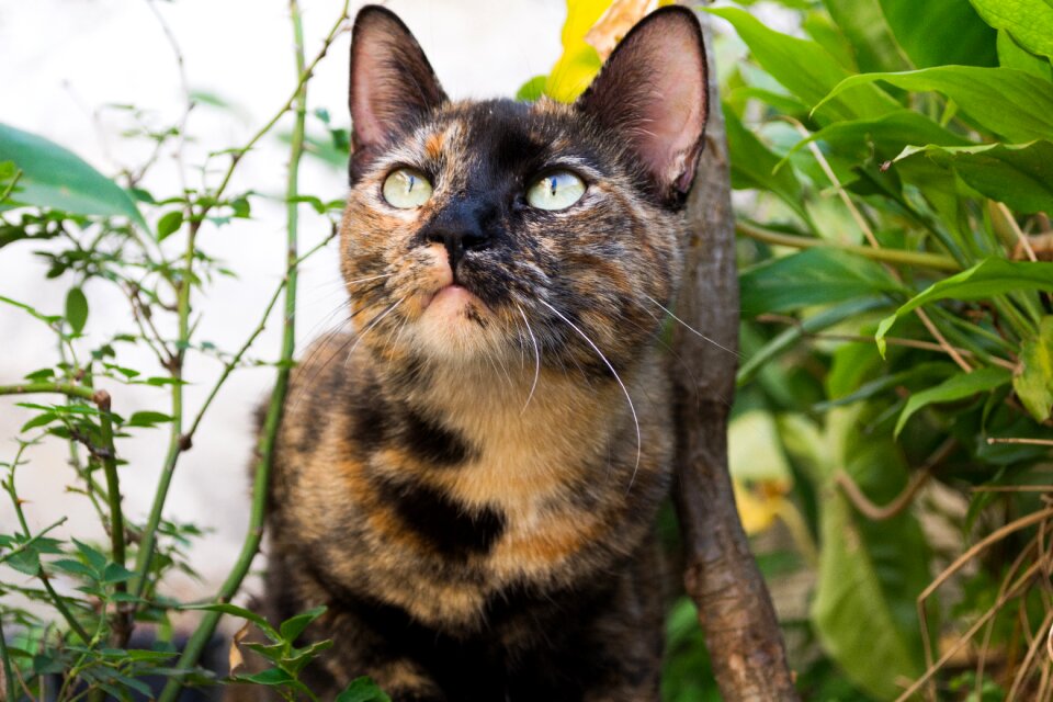 Pet nature cute