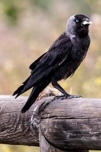 Grajilla corvus birding