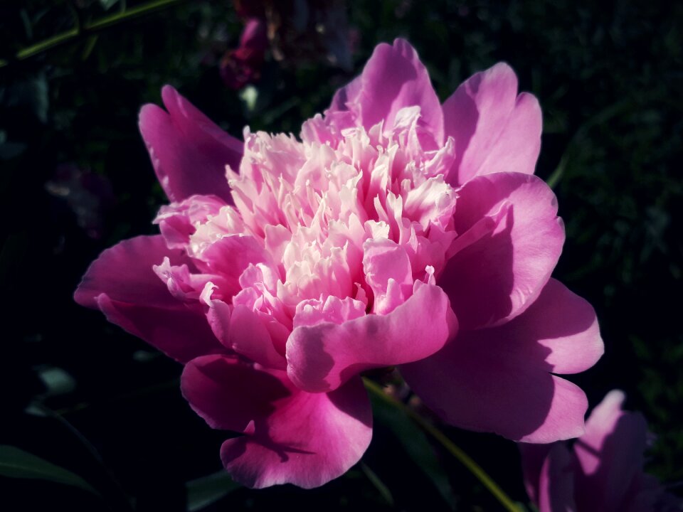 Nature plant peony