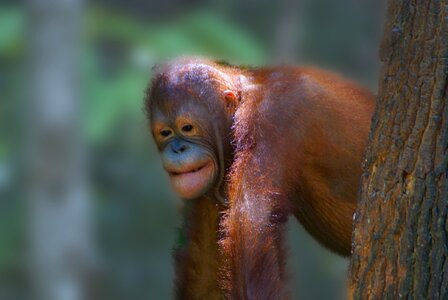 Rain forest ape primate photo