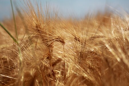 Gold harvest cereals