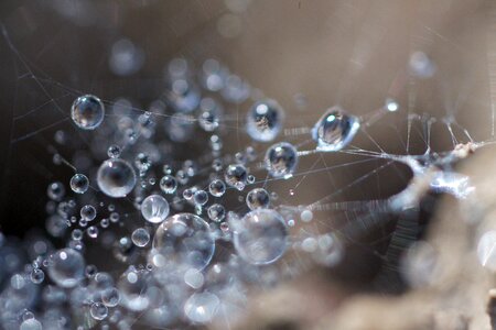 Macro cobwebs lichtspiel photo