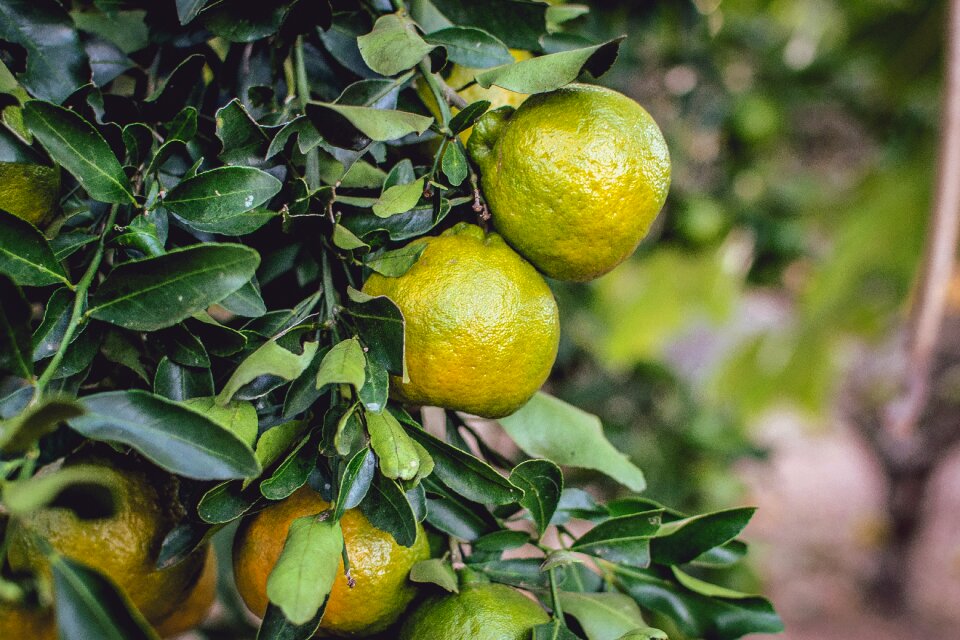 Fruit citrus fruit orange